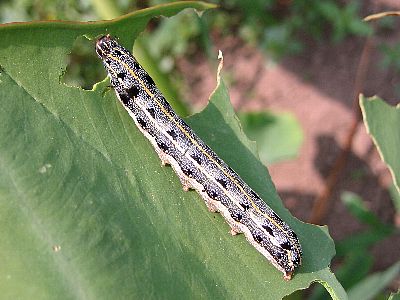 野菜類を食害するチョウ目害虫