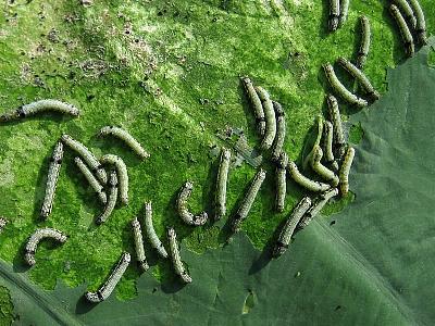 野菜類を食害するチョウ目害虫