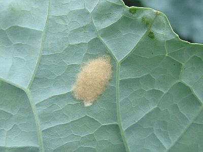 野菜類を食害するチョウ目害虫