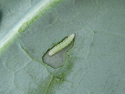 野菜類を食害するチョウ目害虫