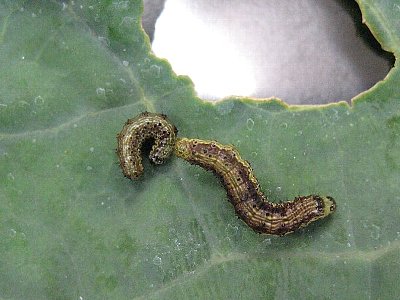 野菜類を食害するチョウ目害虫