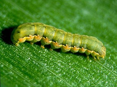 野菜類を食害するチョウ目害虫